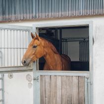 2020 06 16 hof gabriel 4109 Reiterhof Gabriel Hachen