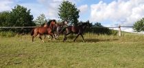 3 Fohlen   Kopie